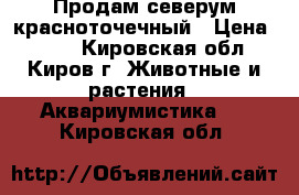 Продам северум красноточечный › Цена ­ 650 - Кировская обл., Киров г. Животные и растения » Аквариумистика   . Кировская обл.